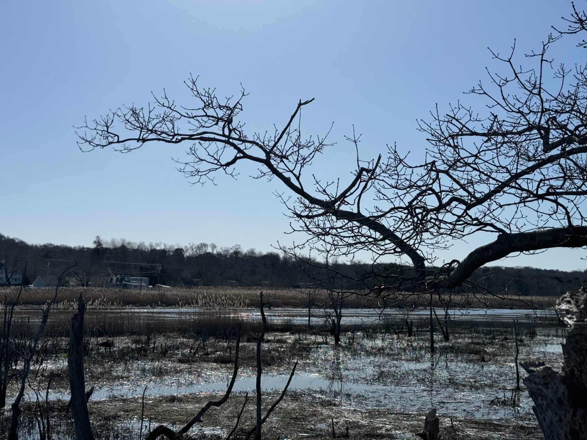 Marsh from DCLT