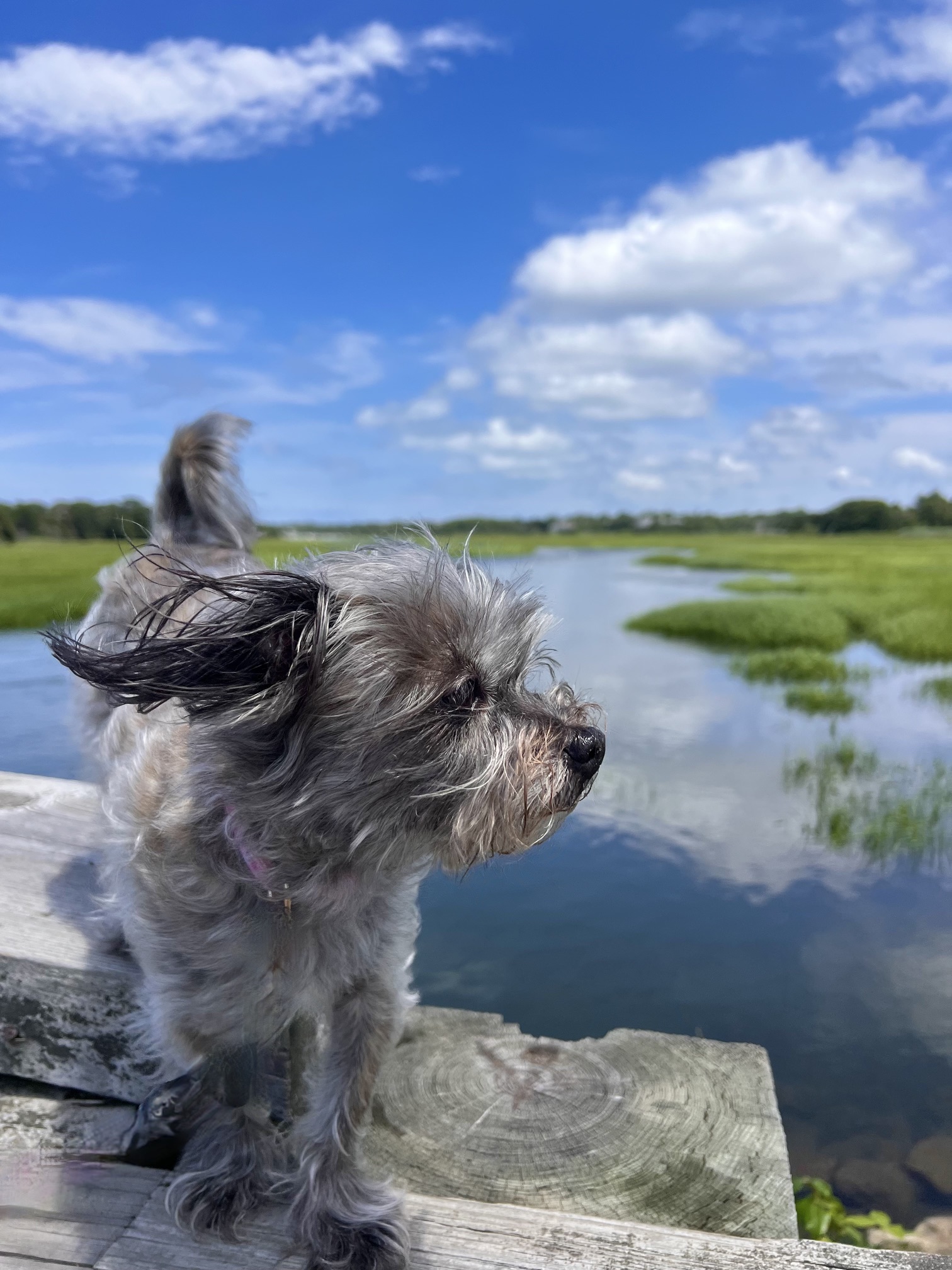 Pooch on the Bridge