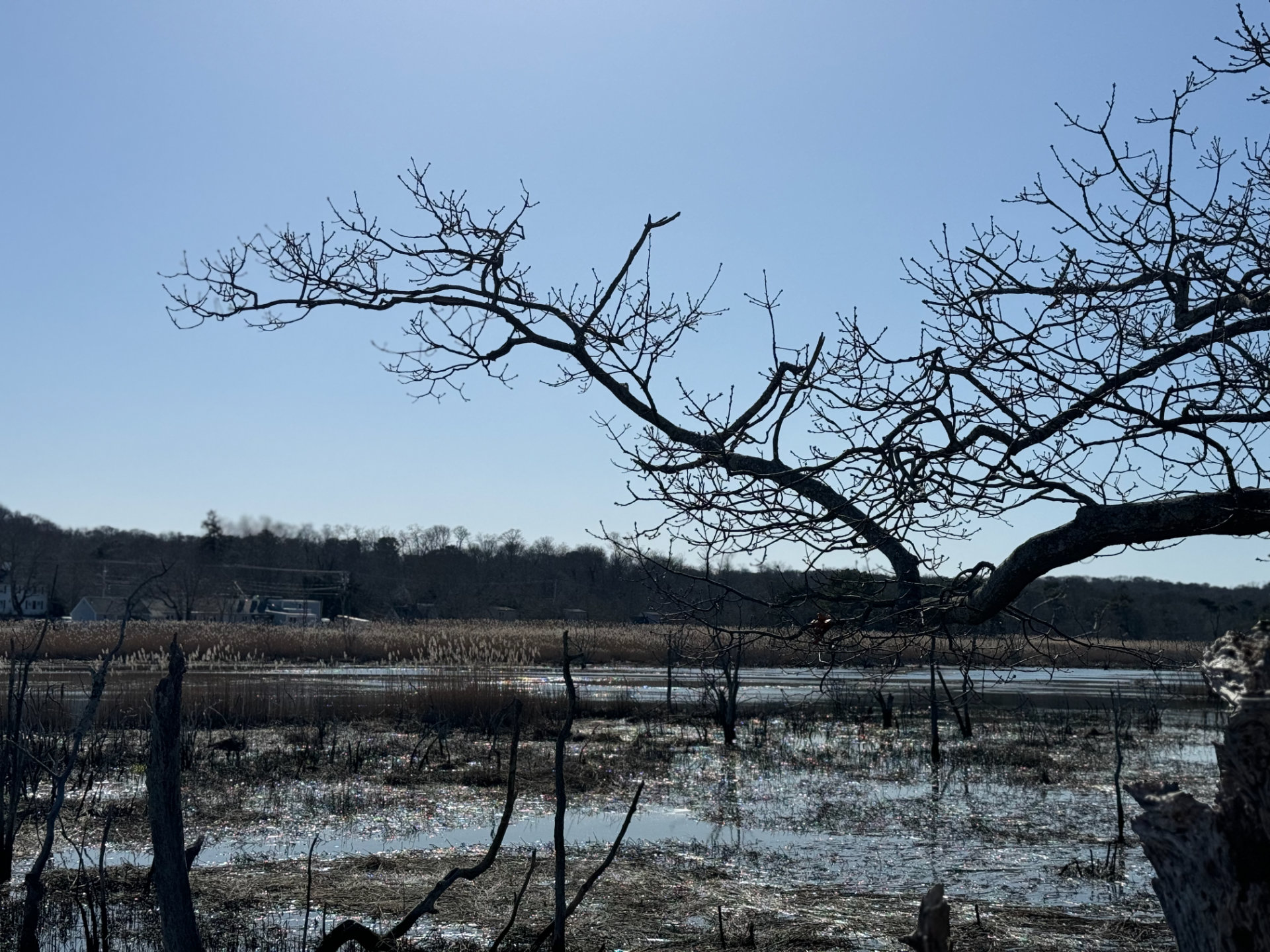 Marsh from DCLT