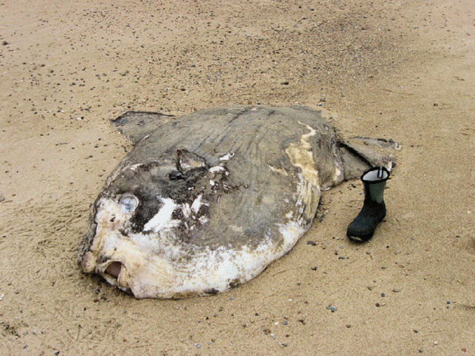 Mola Mola