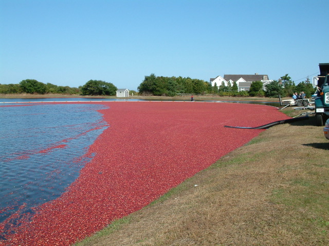Last Cranberry Harvest