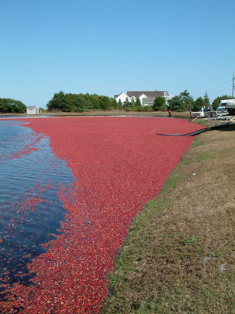 Cranberry Harvest Stephen Phillips